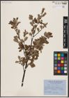 Foto von Salix aurita L.